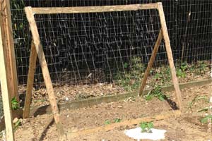 photo of a trellis for cucumbers in a vegetable garden