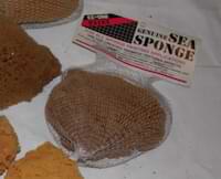 a sea sponge for painting