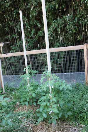 photo of 2x3 stakes and tomato plants in a vegetable garden